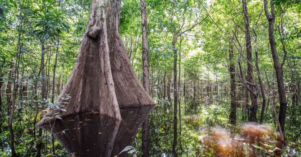Forêt Amazon Eco Park