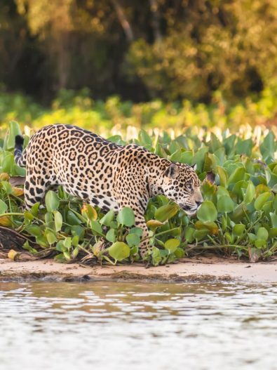 jaguar marchant dans plantes aquatiques