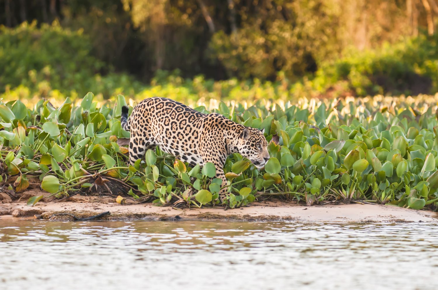 jaguar marchant dans plantes aquatiques