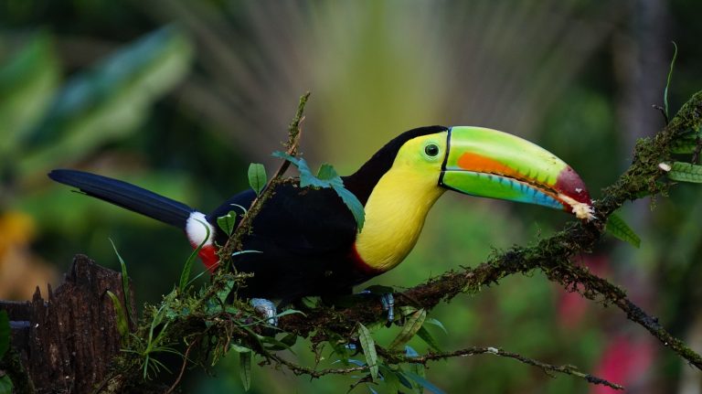 Toucan parc oiseaux Iguaçu