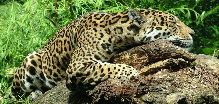 Pantanal jaguar faisant la sieste