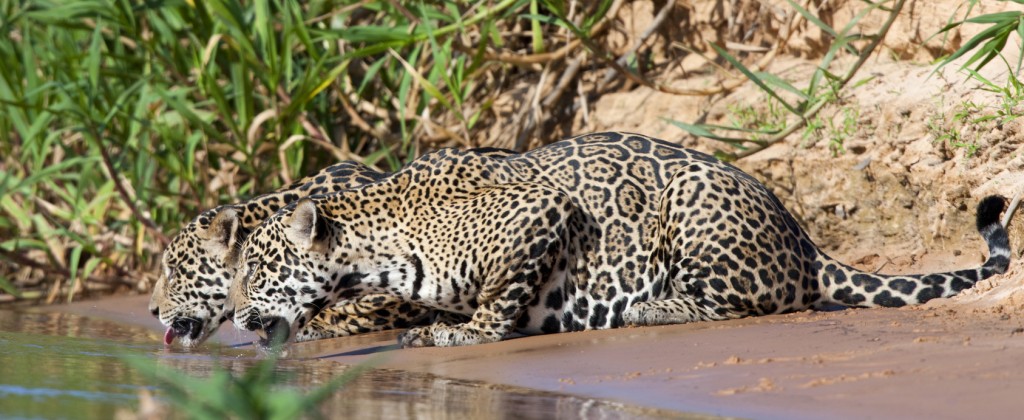 Pantanal deux jaguars se desalterant