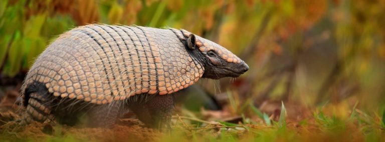 Tatu Pantanal