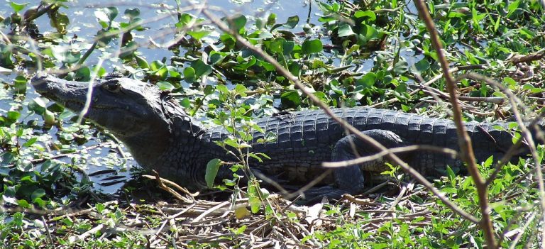 Bonito e Pantanal (67)