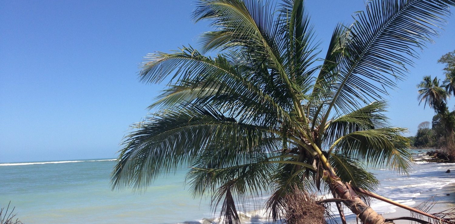 gros plan cocotier sur plage costa rica