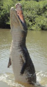 crocodile sortant le corps entier de l'eau pour attraper un piranha planté au bout d'un bâton