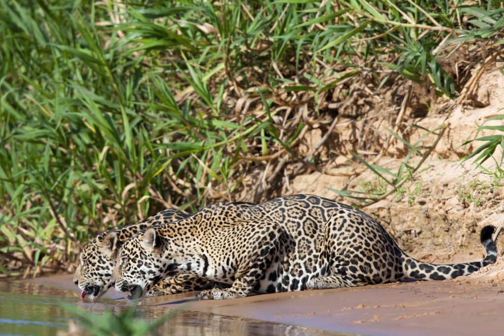 pantanal deux jaguars se desalterant