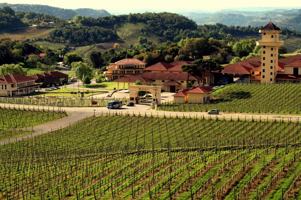 vignoble de la vale dos vinhedos au Brésil