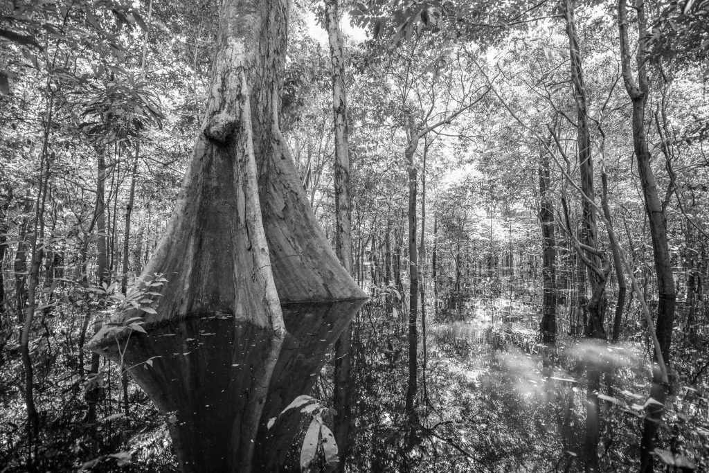 arbre géant dans la forêt inondée en Amazonie.