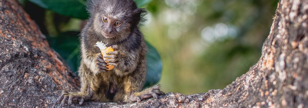 petit singe sur un arbre au Brésil.