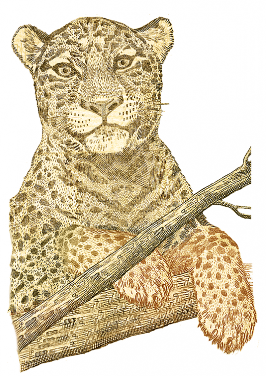 Illustration de Jaguar.