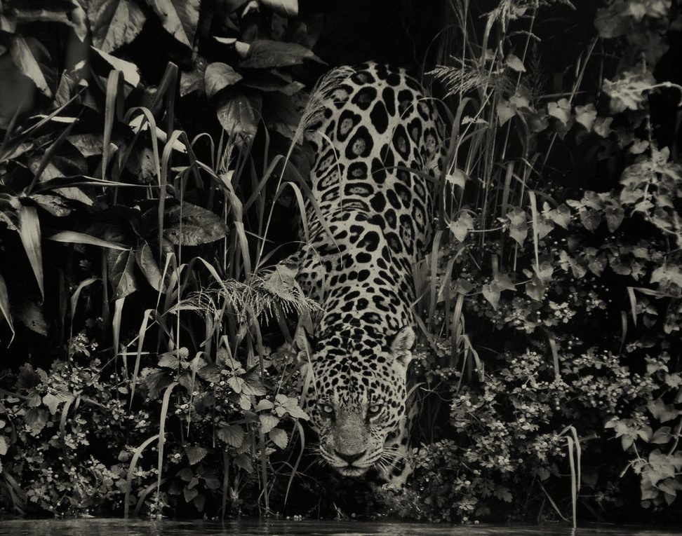 jaguar à affut en noir et blanc.