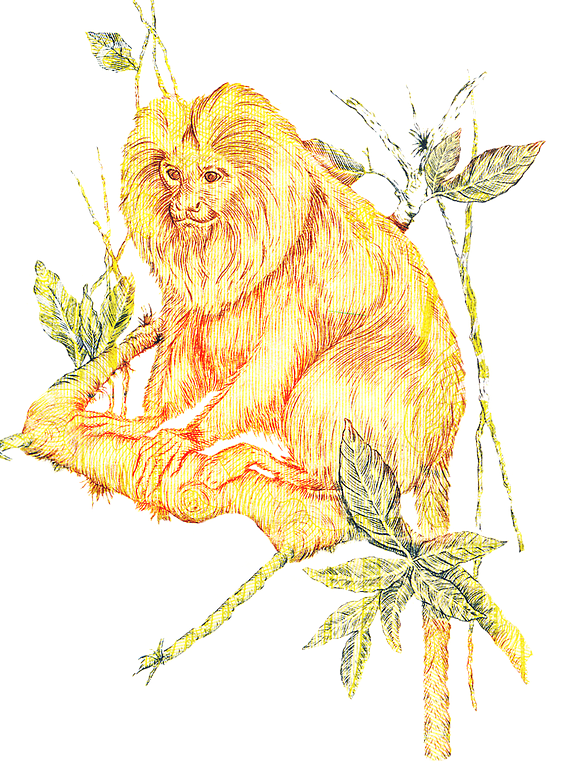 Illustration de Tamarin lion dorée sur le billet de 20 reais monnaie bresil.