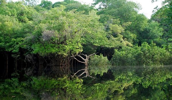 Igarapé en amazonie, la forêt inondée en zone de rio negro.