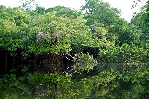 Igarapé en amazonie, la forêt inondée en zone de rio negro.