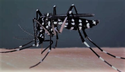 Gros plan sur un moustique de type aedes transmettant fievre jaune et dengue.