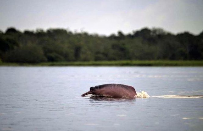 Dauphin rose bondissant hors de l'eau en Amazonie.