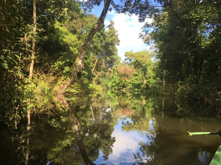 Vue d'un igarapé en Amazonie.