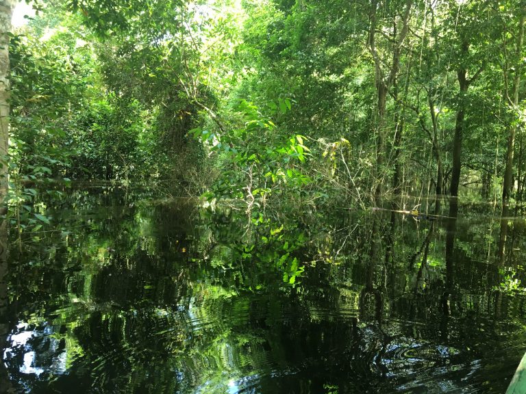 Vue de la forêt inondée en Amazonie.