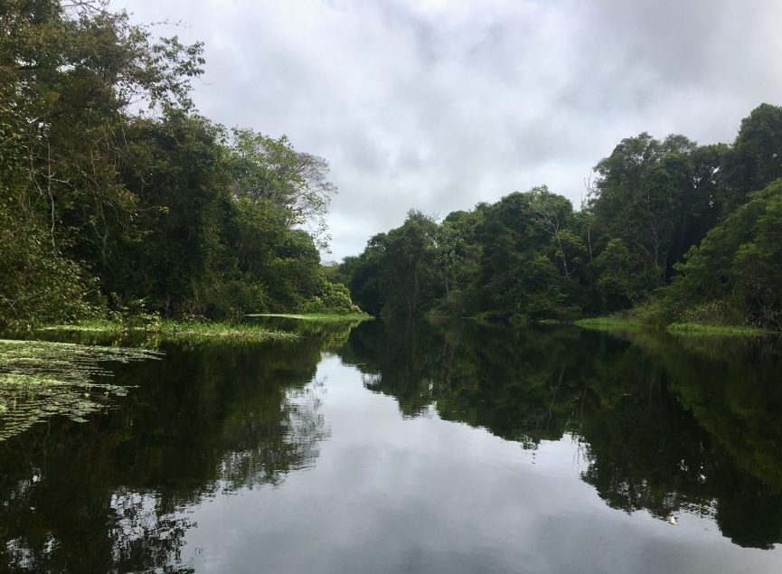 forêt amazonienne, rio negro nord Brésil