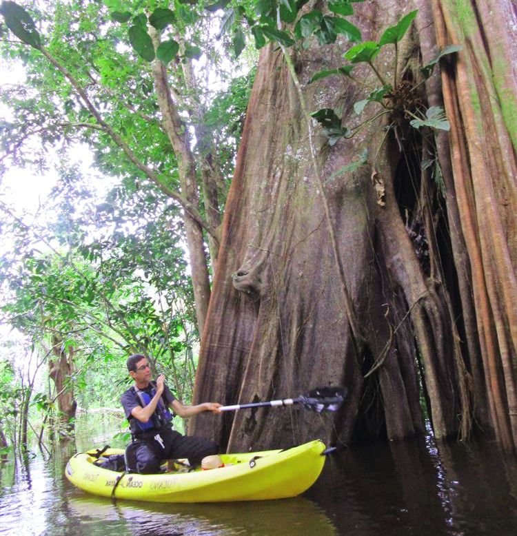 Kayakiste devant un arbres géant immergé dans la varzea en Amazonie