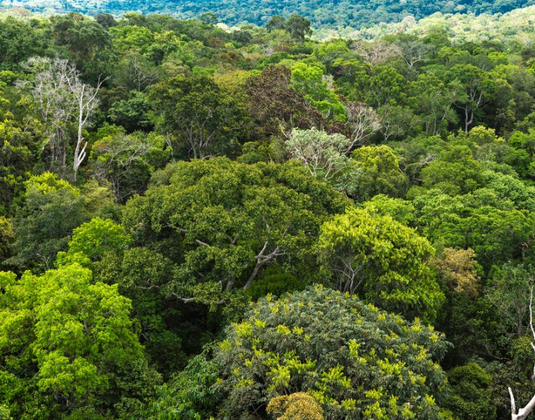 vue arienne de la canopé amazonienne.