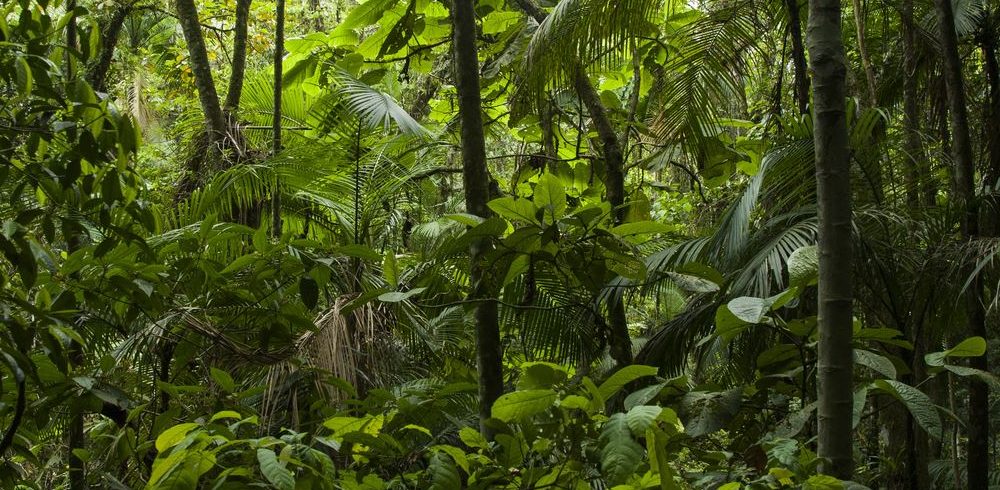 vue de la jungle amazonienne au Brésil.
