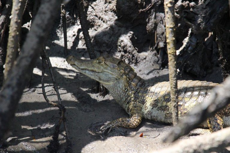 Vuen d'un crocodile entre des racines dans le delta de Parnaiba.