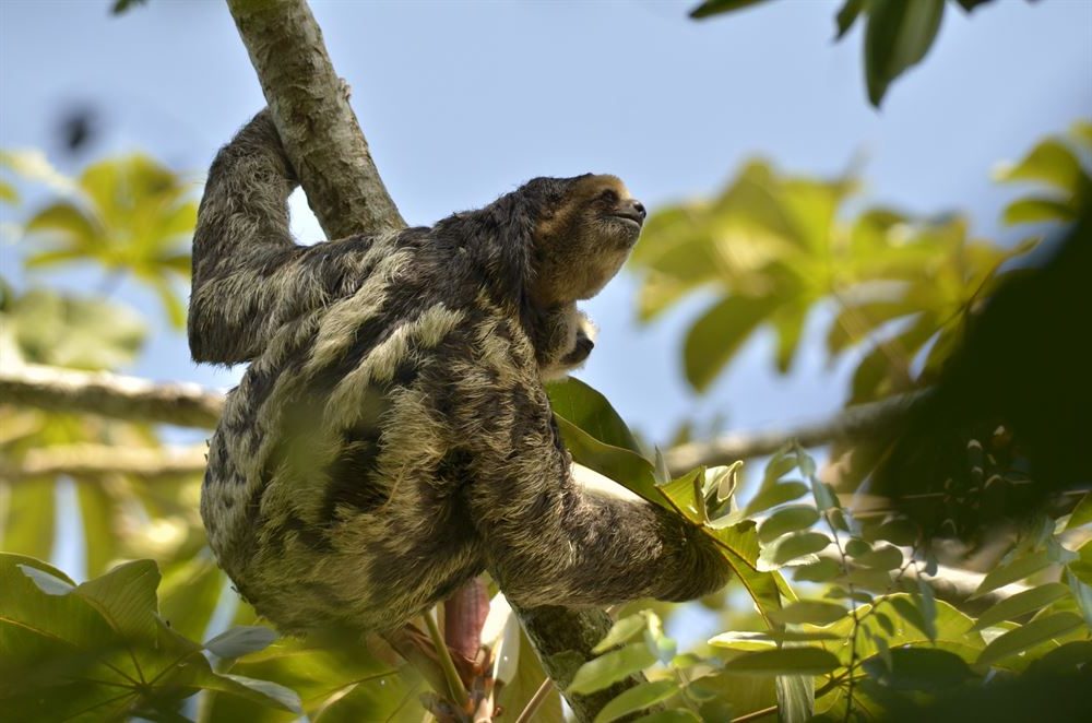 un paresseux dans un arbre en Amazonie.