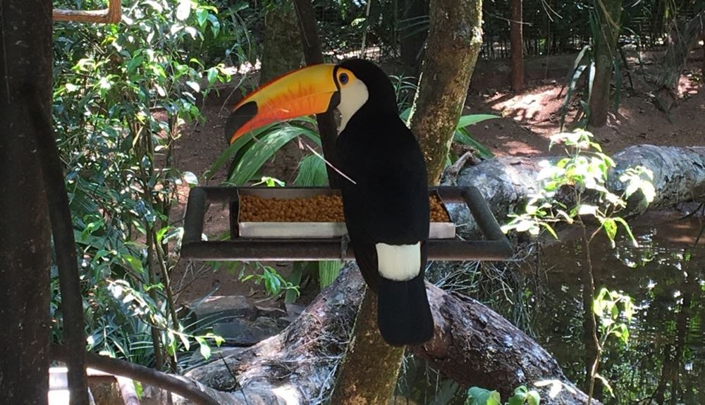 Vue dun toucan sur un perchoir au parc des oiseaux à Iguaçu.