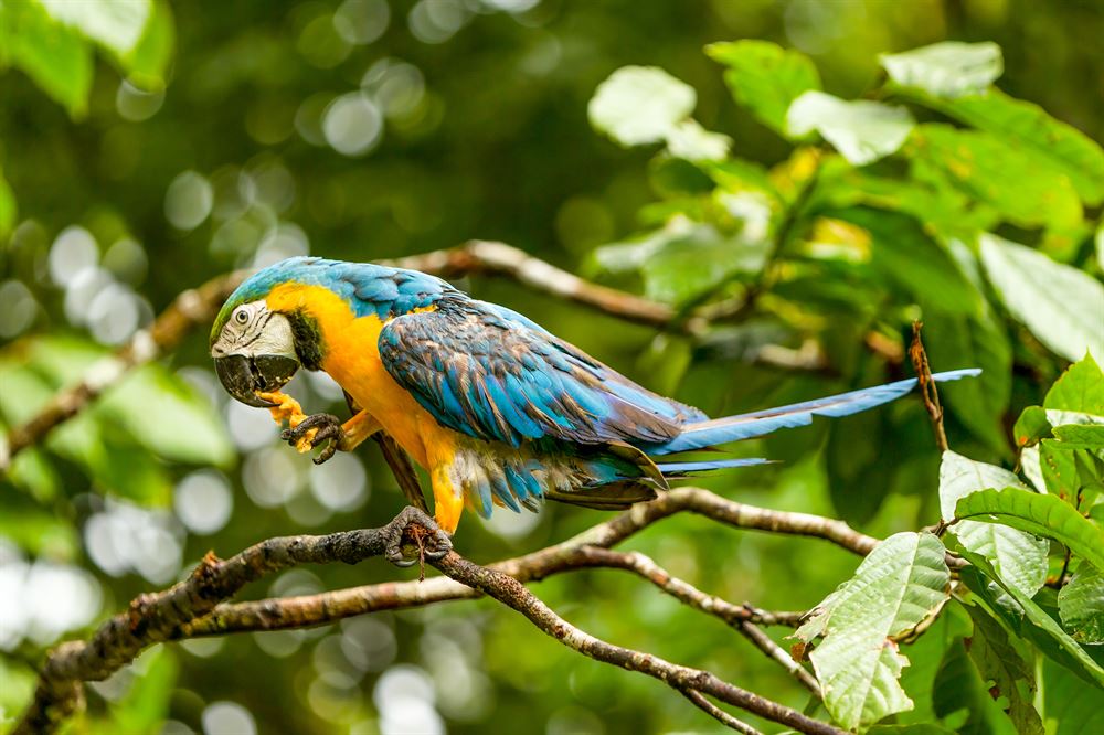 Gros plan sur un perroquet dans les arbres en Amazonie au Brésil.