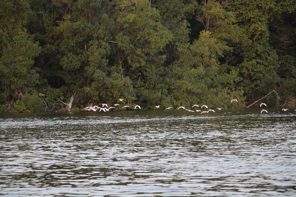 vue de la rivière preguiças avec des oiseaux.