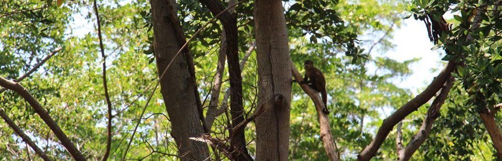 Singe dans les arbres de la mangrove du delta de Parnaiba au Brésil.
