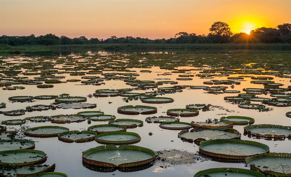 coucher du soleil au pantanal