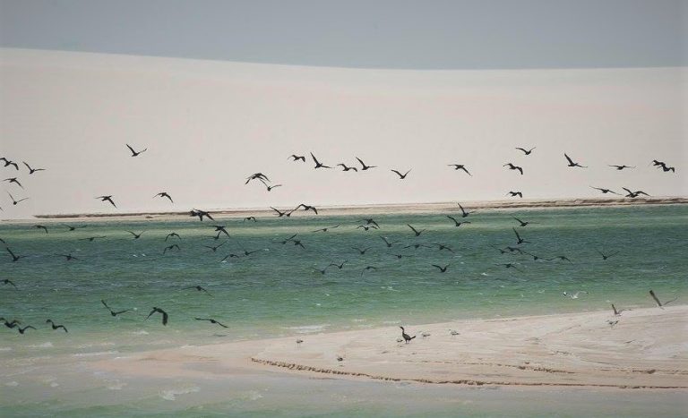 Des oiseaux dans le désert des lençois do maranhão.