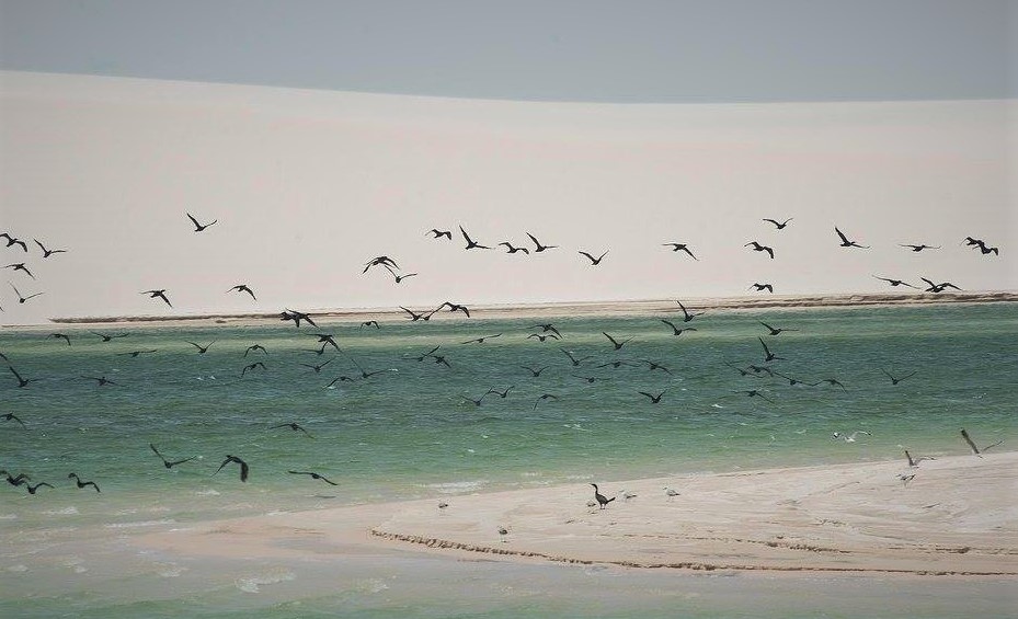 Des oiseaux dans le désert des lençois do maranhão.