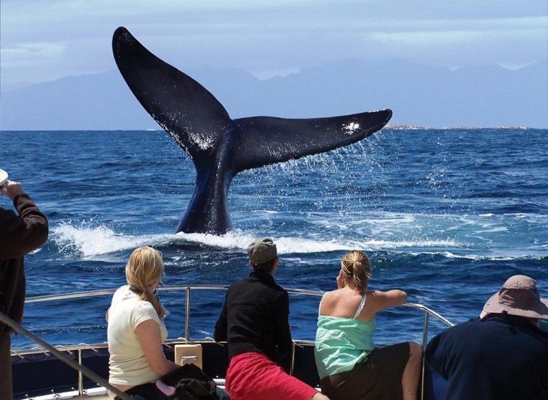 Observation des baleines à Boipeba.