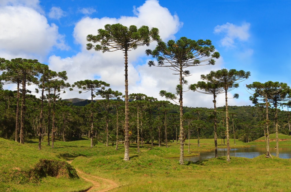 Les arbres du Parc Araucária.