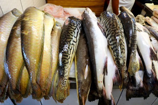 Les poisson amazoniens du Brésil sont très nombreux, on en retrouve beaucoup dans les marchés de la région. 
