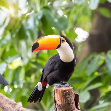 les animaux du Brésil