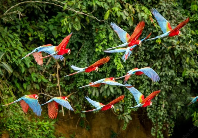 Perroquet de la forêt Amazonienne au Brésil