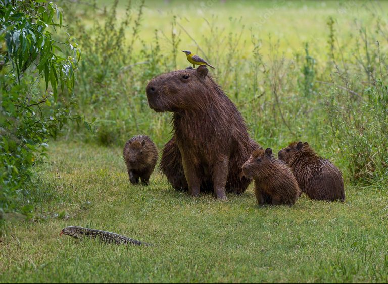 une famille de capybaras au Brésil