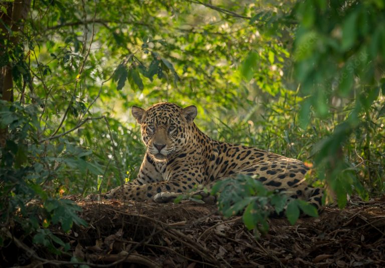 le légendaire jaguar dans son habitat naturel au Brésil