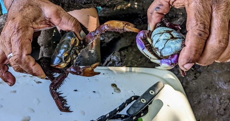 Crabes, spécialité locale du Delta de Parnaiba