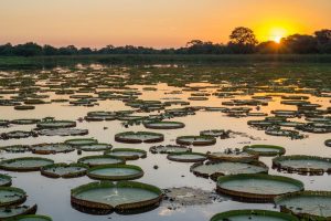 pantanal brésil