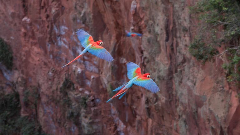 Vol de deux perroquets dans le Pantanal