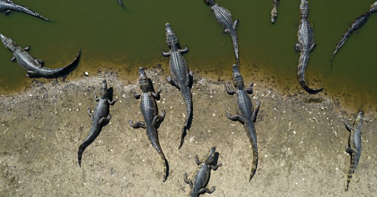 Un banc de caiman dans le Pantanal