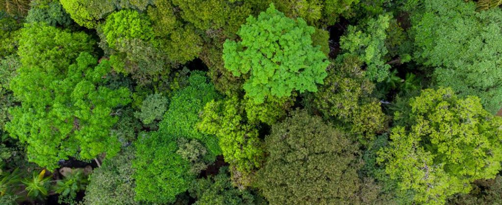 écosystème de la forêt amazonienne 1