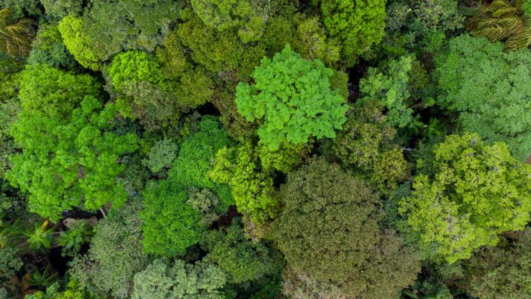 écosystème de la forêt amazonienne 1