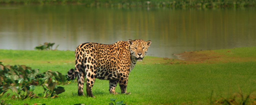 Jaguar sauvage dans le Pantanal